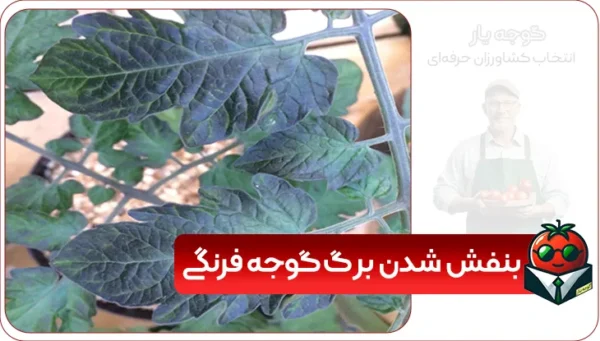 بنفش شدن برگ گوجه فرنگی