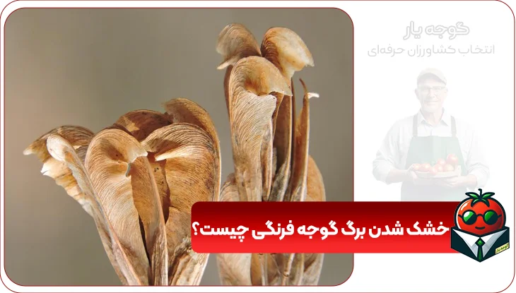 علت خشک شدن برگ گوجه فرنگی چیست؟