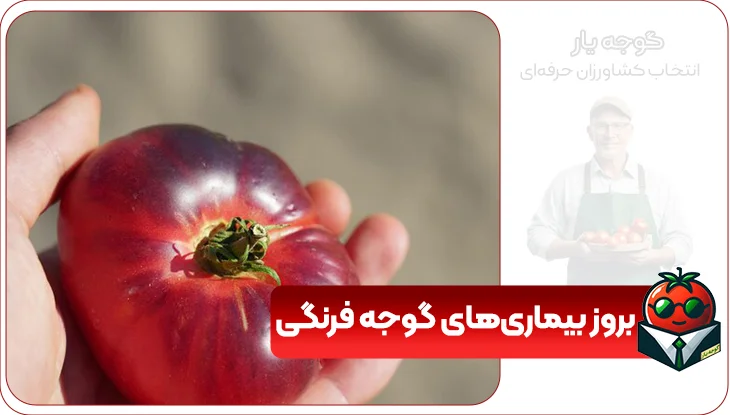   بروز بیماری‌‌های گوجه فرنگی