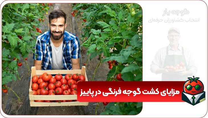 مزایای کشت گوجه فرنگی در پاییز