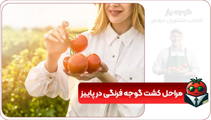 مراحل کشت گوجه فرنگی در پاییز