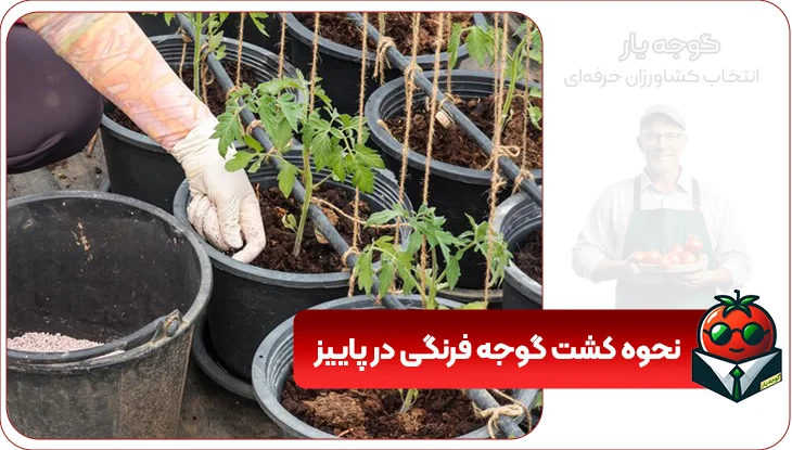نحوه کشت گوجه فرنگی در پاییز