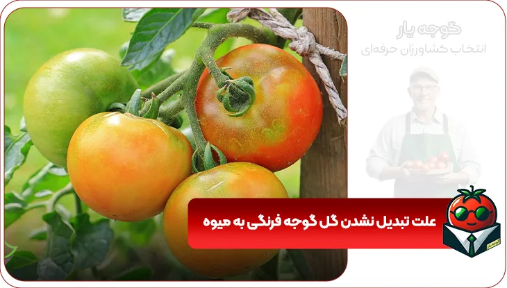 10 علت تبدیل نشدن گل گوجه فرنگی به میوه | راهکارها