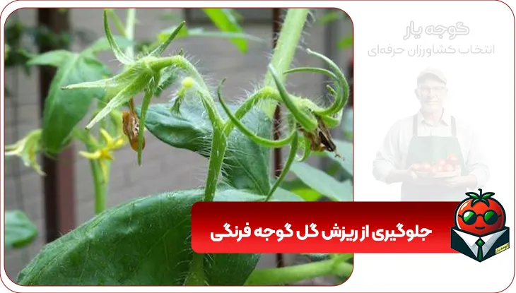 جلوگیری از ریزش گل گوجه فرنگی (گوجه یار)