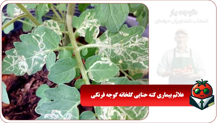 علائم بیماری کنه حنایی گلخانه گوجه فرنگی