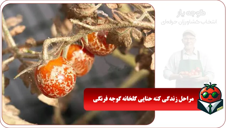 مراحل زندگی کنه حنایی گلخانه گوجه فرنگی