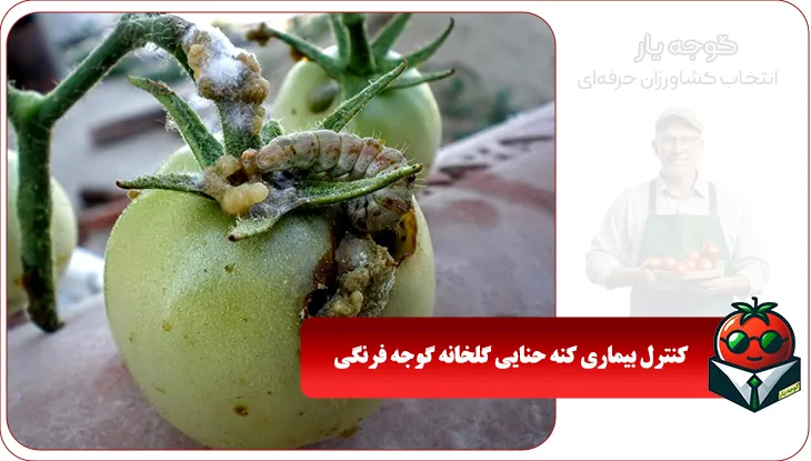 بیماری کنه حنایی گلخانه گوجه فرنگی