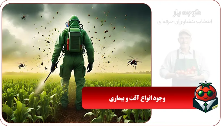 وجود انواع آفت و بیماری ها در گوجه فرنگی