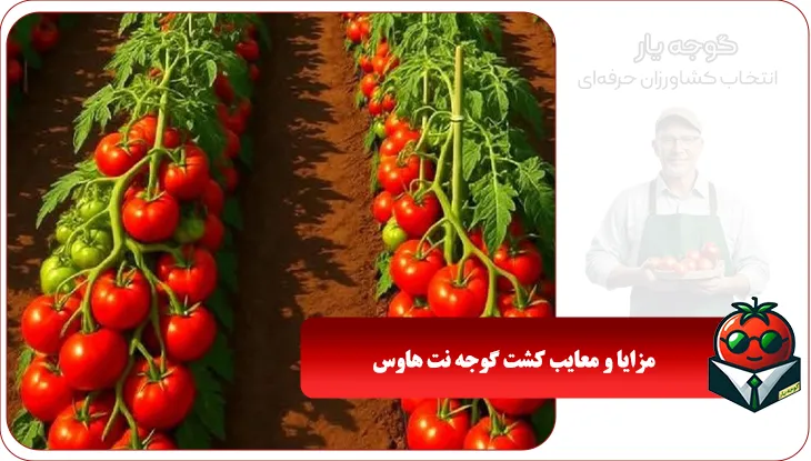 مزایا و معایب کشت گوجه نت هاوس