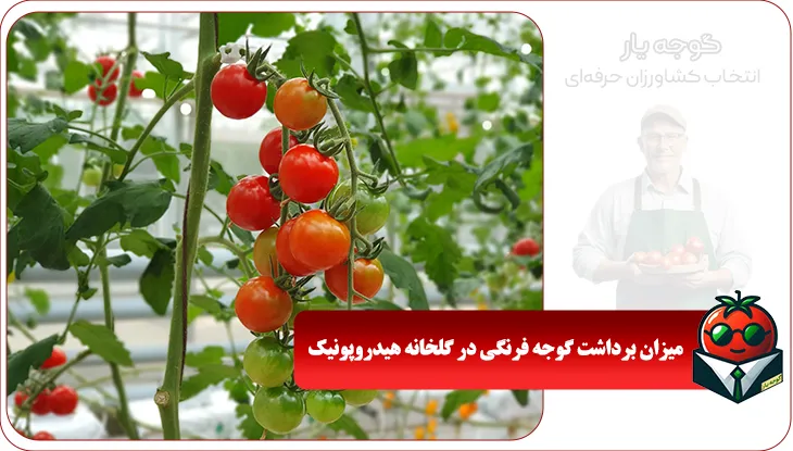 میزان برداشت گوجه فرنگی در گلخانه هیدروپونیک | سوددهی 1404